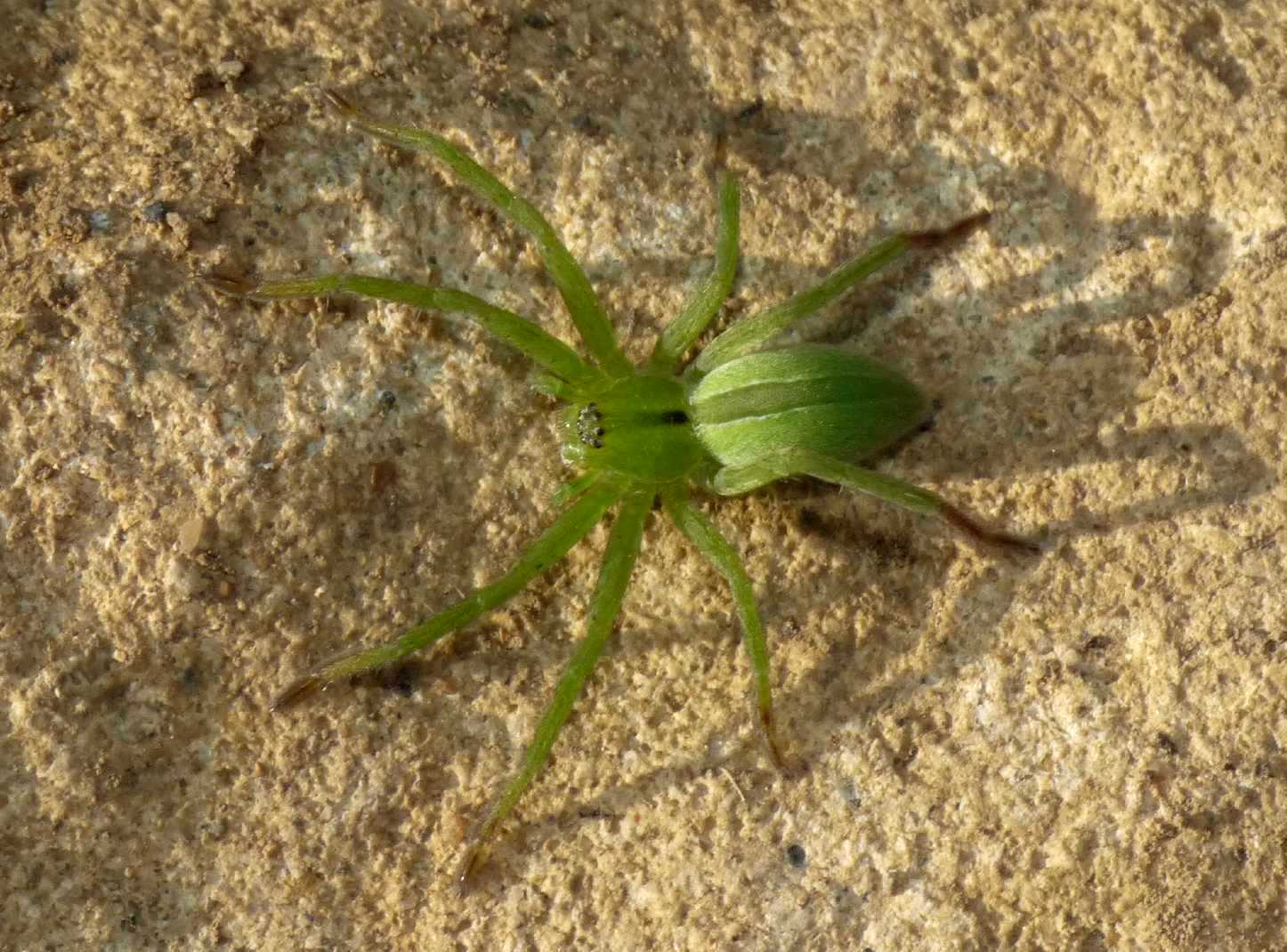 Micrommata ligurina